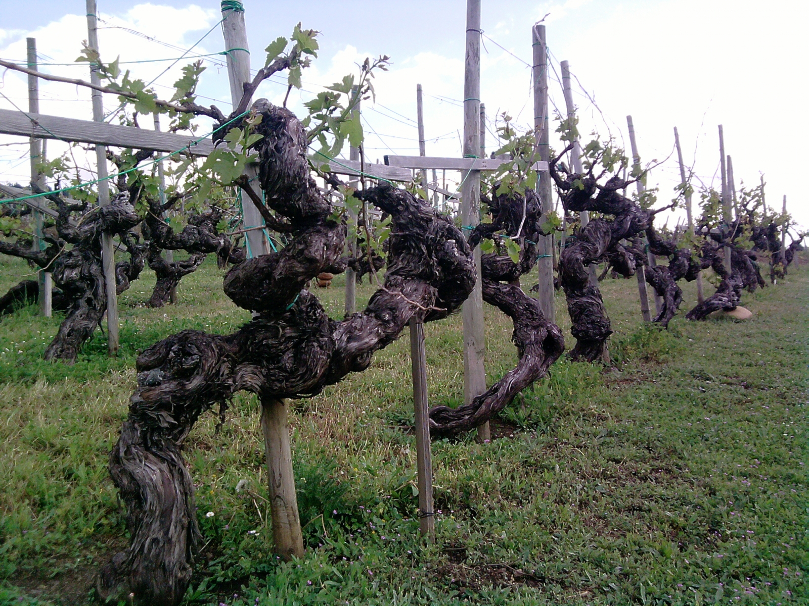 enoturismo en la ribeira sacra